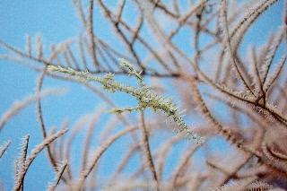 「ニシキフウライウオ(Ghost pipe fish)」のサムネイル画像