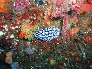 「コイボウミウシ」のサムネイル画像