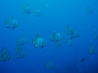 「アカククリ(Long finned batfish,Dusky batfish)」のサムネイル画像