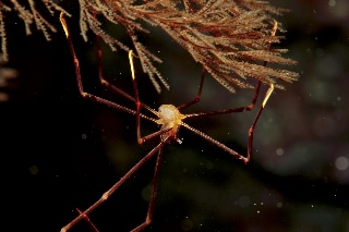 「オルトマンワラエビ(Ortmann's spider-crab)」のサムネイル画像