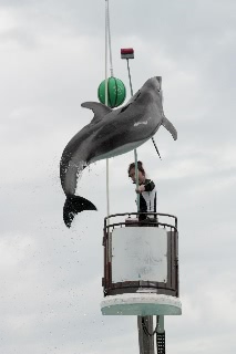 「ミナミバンドウイルカ(ミナミハンドウイルカ)」のサムネイル画像