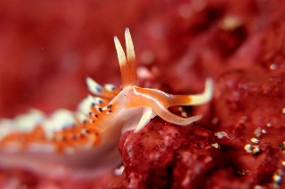 「ヒブサミノウミウシ」のサムネイル画像