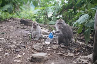 「サル」のサムネイル画像