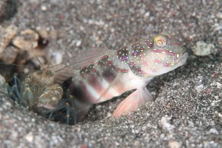 「オイランハゼ」のサムネイル画像