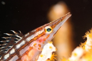 「クダゴンベ(longnose hawkfish)」のサムネイル画像