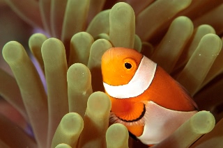 「カクレクマノミ(Western Clown Anemonefish)」のサムネイル画像