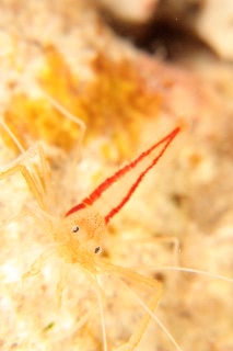 「アーレイボクサーシュリンプ」のサムネイル画像