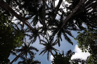 「ヤエヤマヤシ」のサムネイル画像