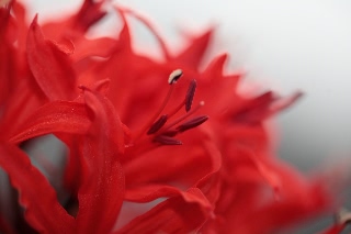 「ダイヤモンドリリー(ネリネ)」のサムネイル画像