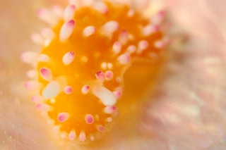 「イガグリウミウシ」のサムネイル画像