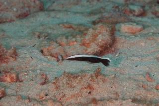 「キツネアマダイ」のサムネイル画像