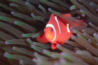 「スパインチークアネモネフィッシュ(spine-cheek anemonefish)」のサムネイル画像