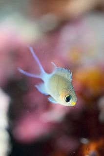 「マルスズメダイ」のサムネイル画像