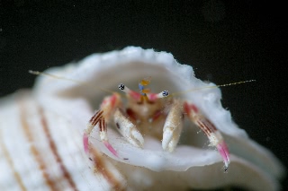 「カザリサンゴヤドカリ」のサムネイル画像