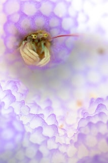 「カンザシヤドカリ(Coral Hermit Crab)」のサムネイル画像