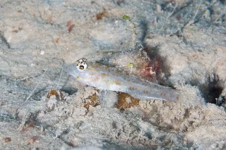 「無題」のサムネイル画像