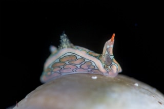 「トウモンウミコチョウ」のサムネイル画像