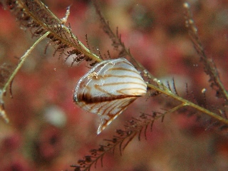 「シロチョウウグイスガイ」のサムネイル画像