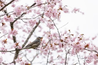 「オオヤマザクラ(エゾヤマザクラ,ベニヤマザクラ)」のサムネイル画像