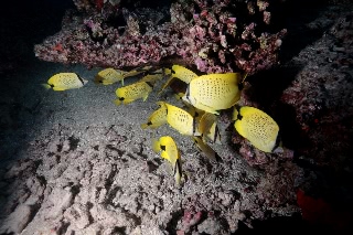 「レモンチョウチョウウオ(MILLETSEED BUTTERFLYFISH)」のサムネイル画像