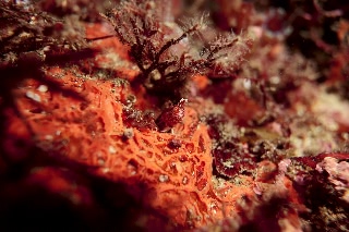 「無題」のサムネイル画像