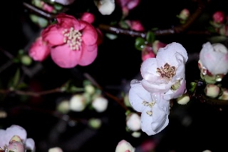 「ボケ」のサムネイル画像