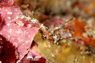 「ヒブサミノウミウシ」のサムネイル画像