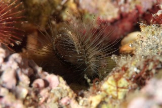 「無題」のサムネイル画像