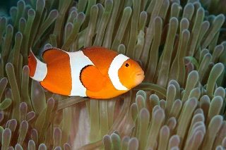「カクレクマノミ(Western Clown Anemonefish)」のサムネイル画像