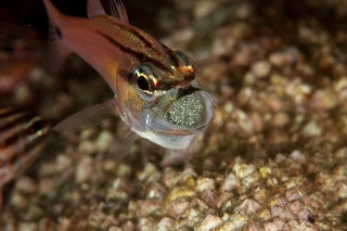 「ネンブツダイ」のサムネイル画像