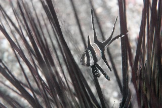 「アマノガワテンジクダイ(バンガイ・カーディナルフィッシュ,banggai cardinalfish)」のサムネイル画像