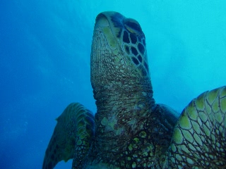 「アオウミガメ(Green turtle)」のサムネイル画像