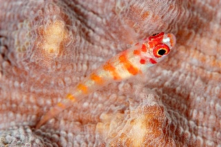 「Candycane dwarfgoby(キャンディーケイン・ドワーフゴビー)」のサムネイル画像