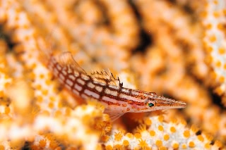「クダゴンベ(longnose hawkfish)」のサムネイル画像