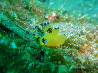 「ウデフリツノザヤウミウシ(ピカチュー)」のサムネイル画像