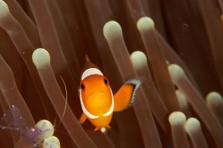 「カクレクマノミ(Western Clown Anemonefish)」のサムネイル画像