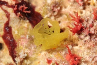 「ホヤの仲間」のサムネイル画像