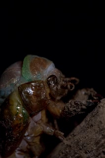 「アブラゼミ」のサムネイル画像