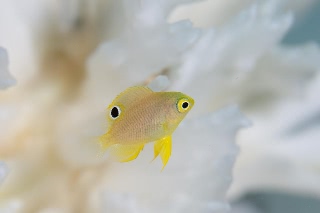 「ニセネッタイスズメダイ(Yellow Damsel)」のサムネイル画像