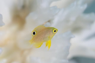 「ニセネッタイスズメダイ(Yellow Damsel)」のサムネイル画像