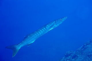 「オニカマス」のサムネイル画像