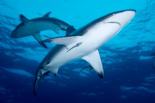 「カマストガリザメ(Blacktip shark)」のサムネイル画像