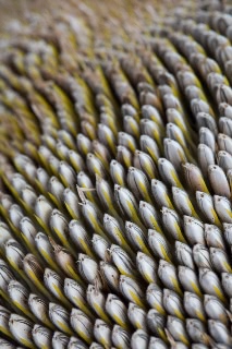 「ヒマワリ」のサムネイル画像