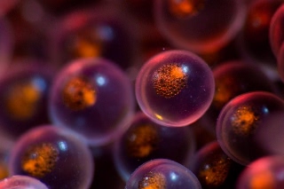 「クジメ」のサムネイル画像