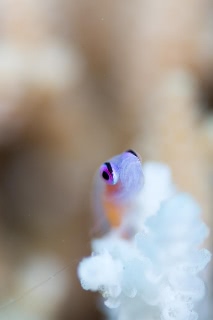 「アカメハゼ」のサムネイル画像