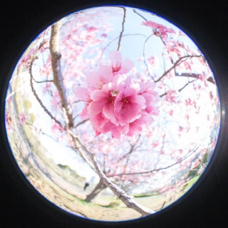 「ヨウコウザクラ(陽光桜)」のサムネイル画像