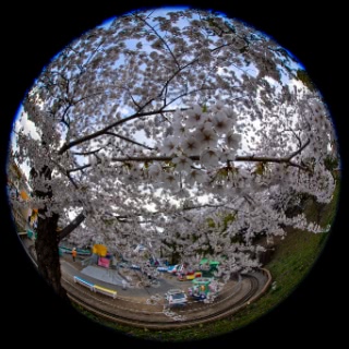 「ソメイヨシノ(染井吉野)」のサムネイル画像