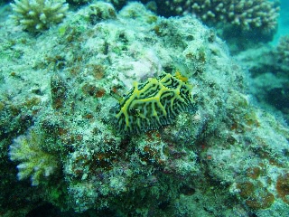 「パイナップルウミウシ」のサムネイル画像