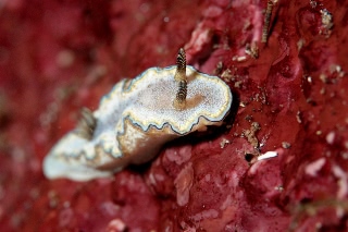 「グロッソドーリス・パラデンタートゥス」のサムネイル画像