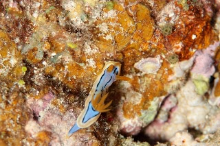 「シボリイロウミウシ」のサムネイル画像